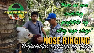 NOSE RINGING AND HALTERING | Pagbubutas ng Ilong