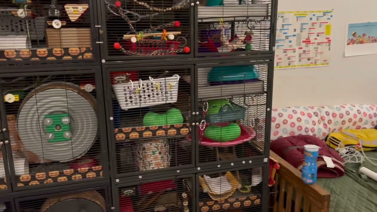 6 Unit Critter Nation Rat Mansion Cage Tour!