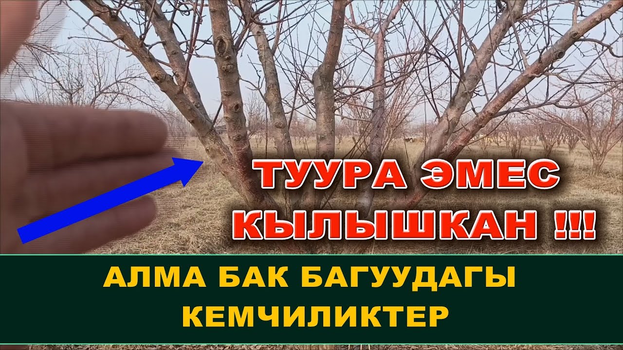 АЛМА БАК БАГУУДАГЫ ЭҢ ЧОҢ КЕМЧИЛИКТЕР! БИЗ КӨРСӨТҮП БЕРДИК☝️