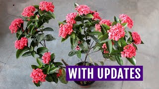 My TOP 3 Secrets to Get 1000X Blooms on IXORA