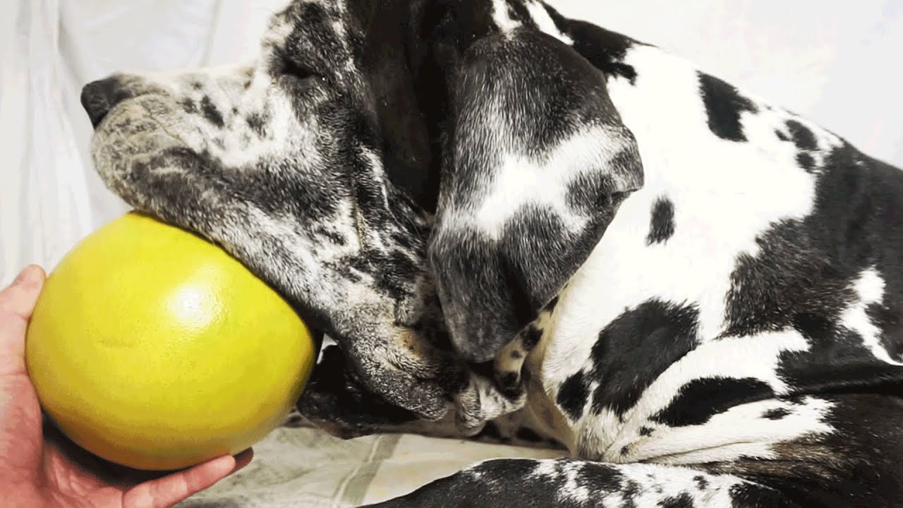 Dog vs Pomelo My Dog Tastes Exotic Fruit for the First Time YouTube