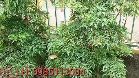 Công dụng của lá đinh lăng