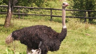 На Коломийщині вирощують африканських страусів