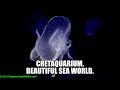 Cretaquarium. Beautiful sea world.