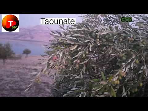 شجرة الزيتون في البادية تبارك الله الزيتون البوري نواحي اورتزاغ 