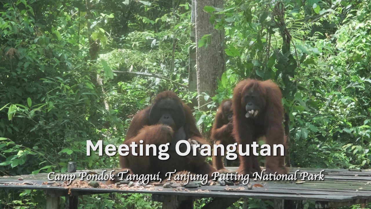 THE JUNGLE TREK: Finding Orangutans at Pondok Tanggui, Tanjung Puting National Park