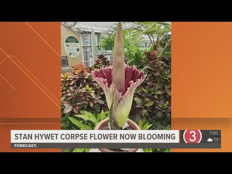 'Corpse flower' blooms