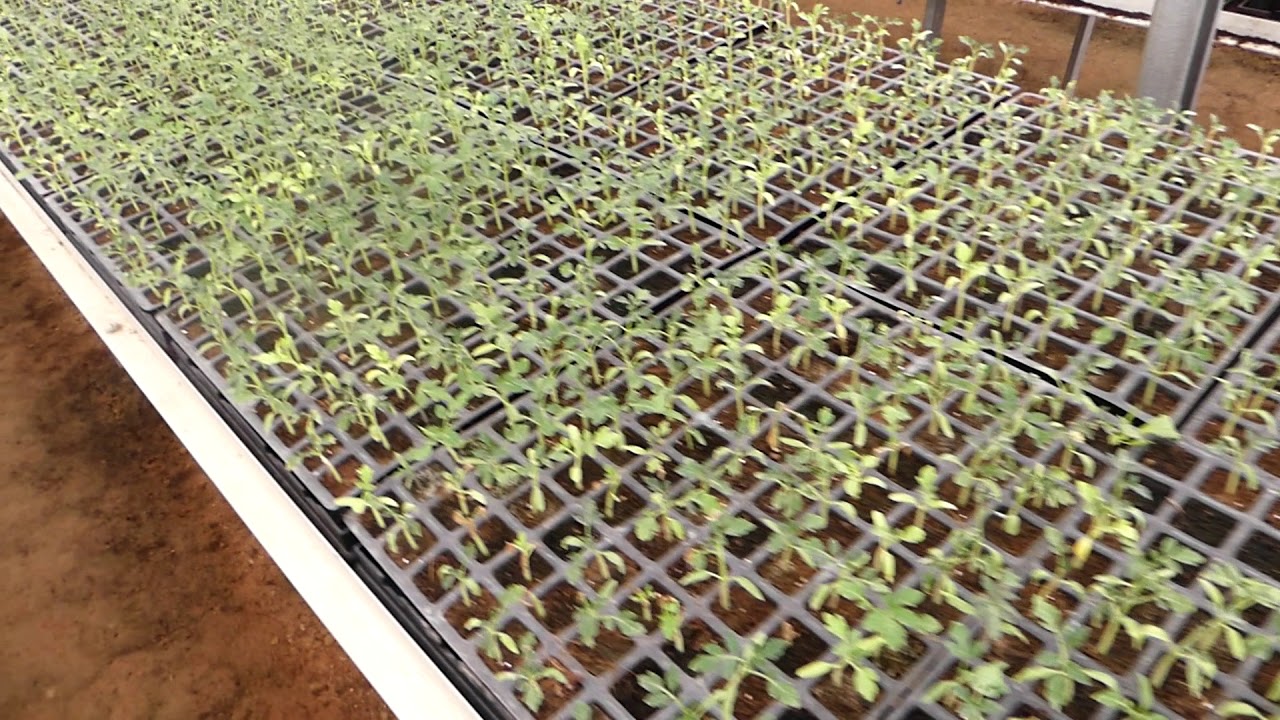 Tomato nursery !!