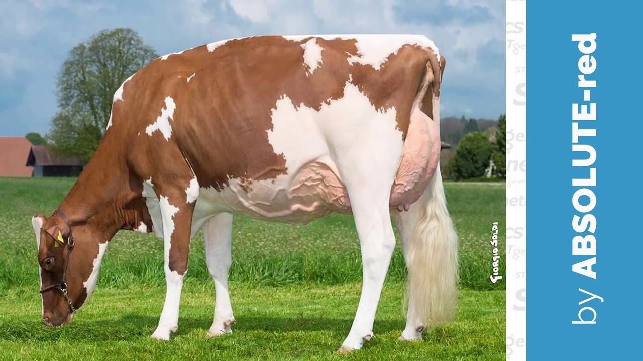 Red & White Holstein Program at YouTube