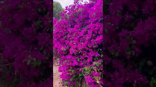 In Full Bloom | DWalkingTours