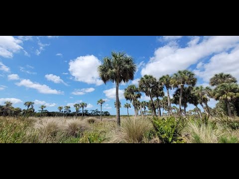 Get to Know our State Tree, the Cabbage Palm (aka Sabal Palmetto) with Jono Miller