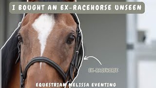 MY NEW HORSE! I Bought an unseen Ex racehorse!!  || Equestrian Melissa Eventing