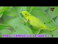 CLAUDIA DE COLOMBIA-AGUILA REAL-KARAOKE