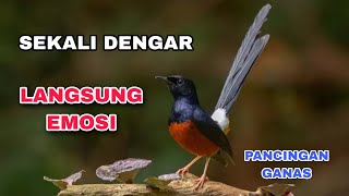 Masteran Murai Batu Full Isian | Suara Burung, Relaksasi Alam, Suara Kicau, Meditasi Alam