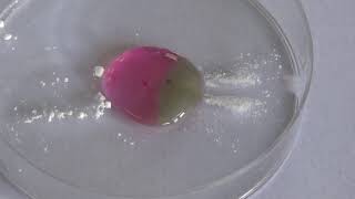 citric acid and sodium carbonate in blueberry skin extract