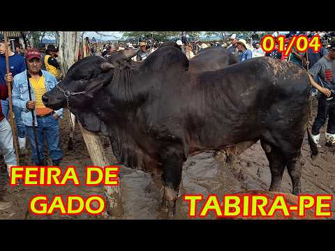 Feira de Gado de Tabira-PE (01/04/26) Pátio