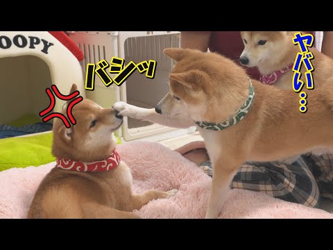 豆しば三兄弟♥ハッピーベリー‪‪❤︎‬【kiyoさまリクエスト】 ≪1月の新商品≫豆しば三兄弟ハッピーベリー☆アミューズ