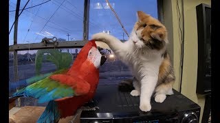 Macaw vs Calico Cat