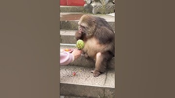 Monkeys like to eat #shorts #funny #monkey