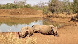 Top Safari Parks in Swaziland