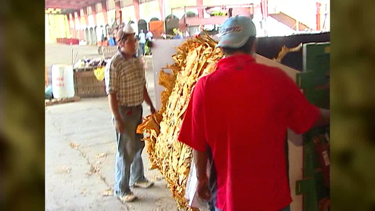 what part of tobacco plant is smoked The Three sections of leaves and parts of the tobacco plant | Fair Trade  Tobacco