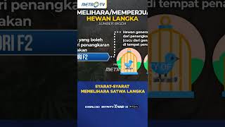 Syarat-Syarat Memelihara Satwa Langka #shorts
