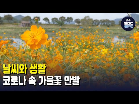 [뉴스데스크](날씨와 생활) 코로나 속 <strong>가을꽃</strong> 만발..연휴 날씨는?