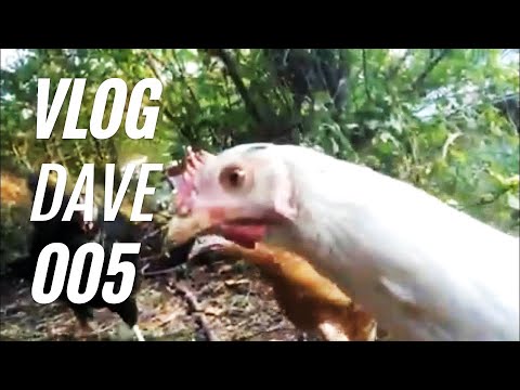 🐔 Unter Hühnern mit Dave, Ethikrat verbietet Immunitätsausweis VLOG 005 Dave Brych