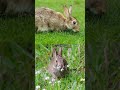 علاقه الارنب بالسحر Shorts 