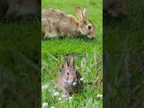 علاقه الارنب بالسحر Shorts