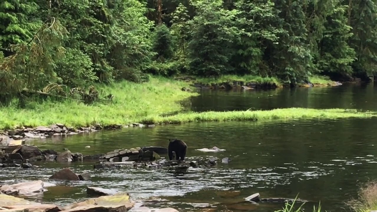 Neets Bay Bear Watching Ketchikan Alaska YouTube Neets Bay Bear Watching Ketchikan Alaska YouTube