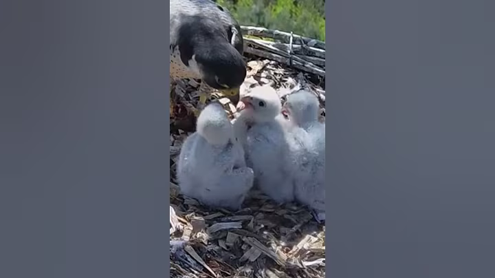 #586E | Review mom dad birds brings food to feed their babies in the nest | Birds Nest Family #birds