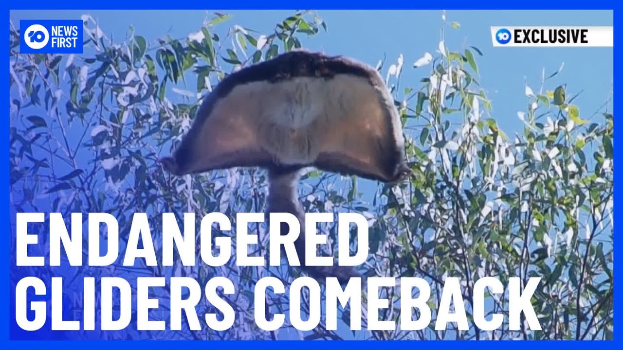 Endangered Greater Gliders Make Comeback, Returning To Native Habitat | 10 News First