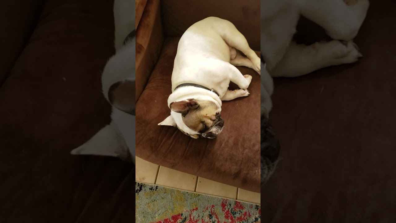 What it's really like to wake a deaf dog. YouTube