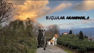 JACK RUSSELL PARS REİS BELLAYLA BERABER EVDEN KAÇTI