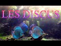 Les discus floraquatic