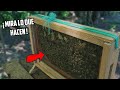 Mira lo que hacen las Abejas ¡Es Increible! | Colmena de Observacion 🐝