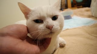 独特なスタイルで座る猫