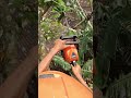 Tree cutting with skinned electric cable passing the tree.