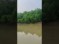 Bhitarkanika mini Amazon #odisha #forest