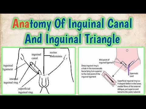 Inguinal Canal - Gastrointestinal - Medbullets Step 1