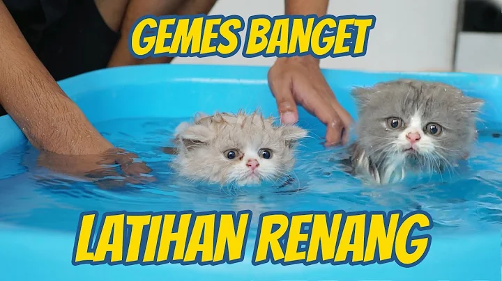 Watch the video about BRITISH KITTENS SWIMMING TRAINING