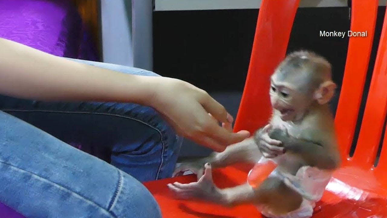 Awesome Monkey Baby Donal Scream Loudly Worry Mom Take His Ice-cream