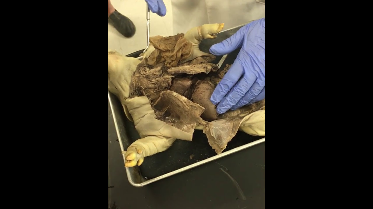 Fetal Pig Digestive & Respiratory Systems