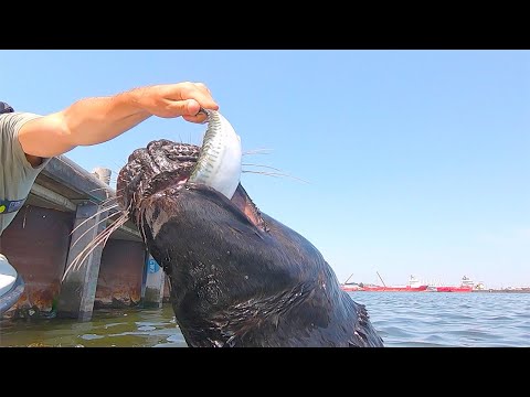 De beroemdste zeehond van Nederland: Bertus!