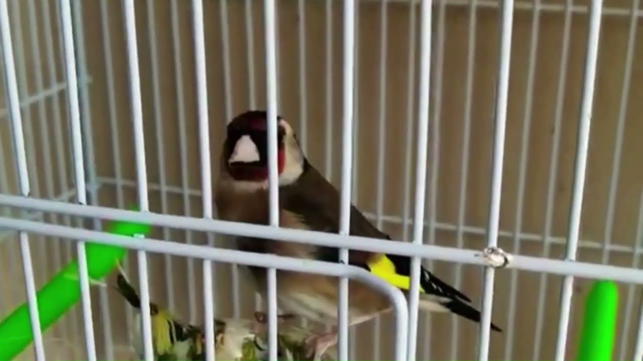 حض موفق لجميع الاخوة ببداية الموسم الجديد