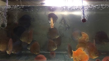 Các Loại Cá Dĩa Beo Bi | Leopard Discus