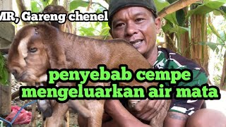 Penyebab Cempe Mengeluarkan Air Mata
