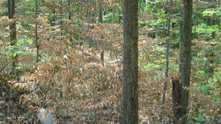Forest Vegetation Management Using Herbicides