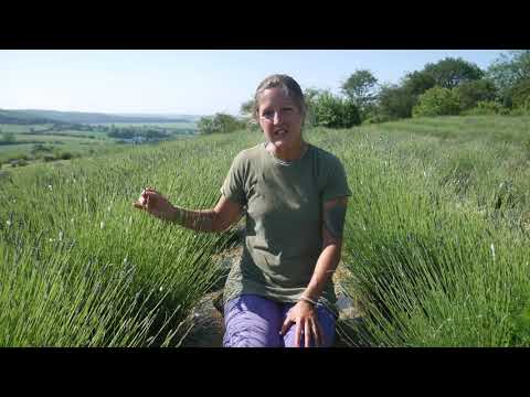 Video: Grosso-lavendelverzorging: tips voor het kweken van Grosso-lavendelplanten